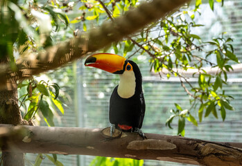 Yellow Toucan Against Green Leaves on a Sunny Day