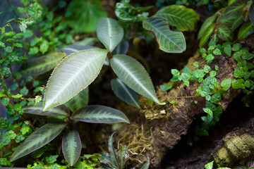 A vivarium tank corner
