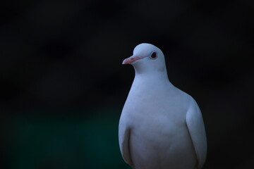 white pigeon on the background of the sky