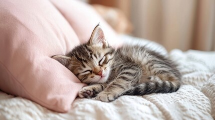 Obraz premium Adorable Sleeping Kitten Cuddled Up in Cozy Bedroom Surrounded by Soft Blanket