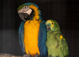 variegated multicolored parrots feeding in natural conditions on a sunny day