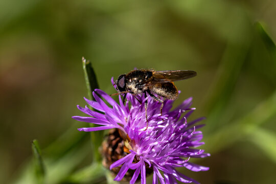 Wildbiene auf einer Bl&uuml;te seitlich abgebildet