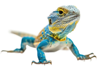 Fototapeta premium High Definition Image of Collared Lizard Isolated on Transparent Background Showing Detailed Texture and Vibrant Colors Suitable for Print Media and Digital Applications