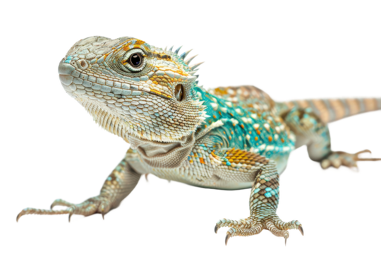 Ultra HD Picture of Collared Lizard with Transparent Background Capturing Vibrant Colors and Clear Appearance Suitable for Stock Photos and Wildlife Imagery
