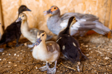 Mother duck with grown ducklings on rural organic nature farm. Selective focus