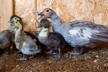 Mother duck with grown ducklings on rural organic nature farm. Selective focus