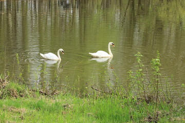 Beautiful white swans in the pond. City park. Moscow. Russia.