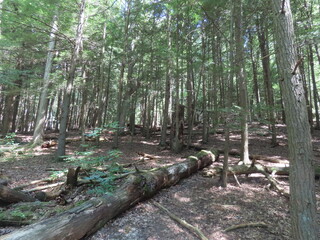 forest in the forest