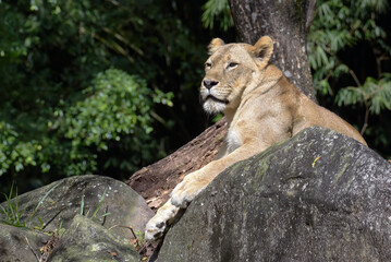 Close up photo of a lioness african lion