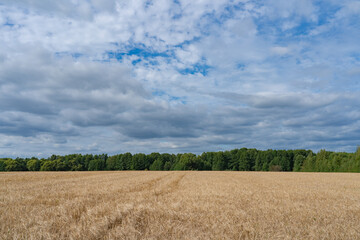 Obraz premium agricultural field with mown ears, dirt road to the forest 
