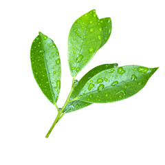 Bright green leaf branch with dewdrops on fresh, glossy leaves ‘s on transparent background,...