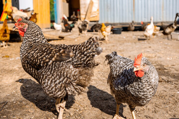 Poultry yard with domestic hens, roosters, geese. Birds walk on rural organic nature farm and eat food. Selective focus
