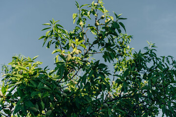 Avocado tree or Palta, Persea americana