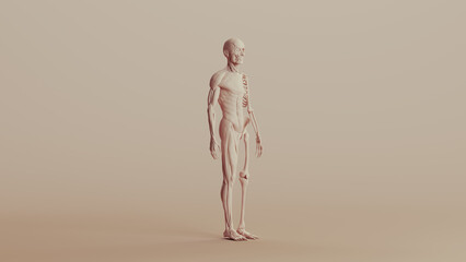 Beige skeleton musculature anatomy model muscles study mannequin monochrome neutral colour skin tones background quarter front right view 3d illustration render digital rendering