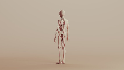 Beige skeleton musculature anatomy model muscles study mannequin monochrome neutral colour skin tones background back quarter left view 3d illustration render digital rendering
