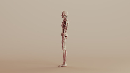 Beige skeleton musculature anatomy model muscles study mannequin monochrome neutral colour skin tones background left view 3d illustration render digital rendering