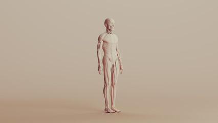 Beige musculature anatomy model muscles study mannequin monochrome neutral colour skin tones background front right quarter view 3d illustration render digital rendering