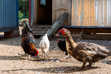 Poultry yard with domestic hens, roosters, geese. Birds walk on rural organic nature farm and eat food. Selective focus