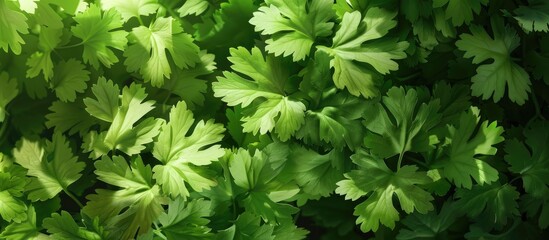Fresh Ripe Green Cilantro Leaves Spice