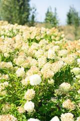 flowers in the garden