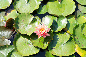 water lilies in the pond