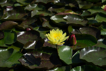 water lily in the pond