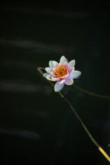 pink lotus flower