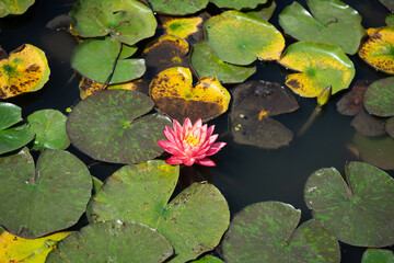 water lily in the pond
