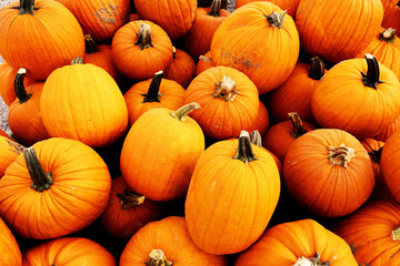 Many Fall Pumpkins In Bin At A Farm