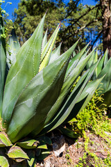 Obraz premium maguey