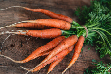 Bunch of organic dirty fresh carrots with greens close up.
