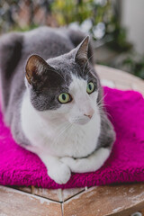 domestic white and grey cat lying on fuchsia blanket. Looking slightly to the side.