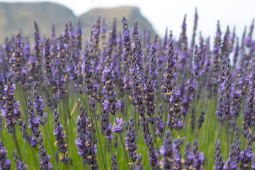A close-up of the lavender flower clusters in the Ben Lomond Lavender Farm, Wakatipu Valley, South Island, New Zealand.