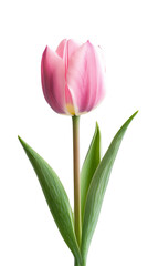Obraz premium A delicate pink tulip bud, solated on transparent background, PNG file, perfect for nature-themed stock photos