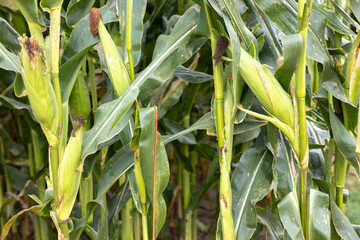 Fresh Corn Growing On Stalks In Autumn