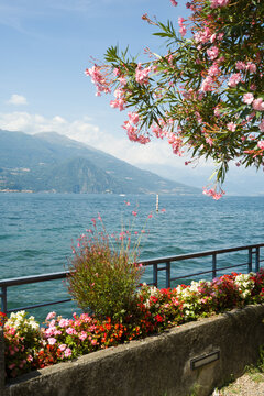 Paseo florido con adelfas rosas junto al lago de Como en verano, paisaje lacustre italiano