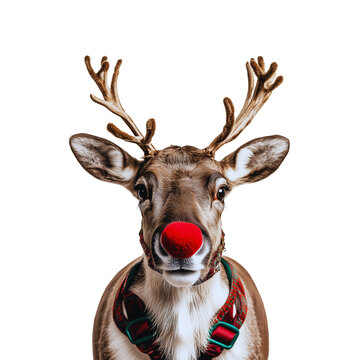 A close-up of Rudolph the Red-Nosed Reindeer wearing a harness, symbolizing Christmas, holiday cheer, and Santa&rsquo;s sleigh