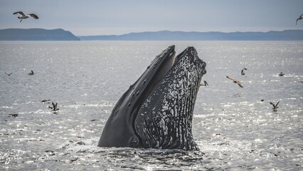 Humpback whale jumping from ocean.