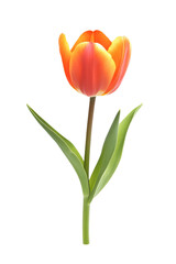 A single orange tulip in full bloom, solated on transparent background, PNG file with soft shadows for a natural look