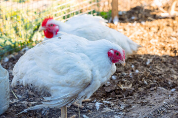 Poultry yard with domestic hens, roosters, geese. Birds walk on rural organic nature farm and eat food. Selective focus