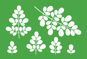 Moringa logo. Isolated moringa on green background