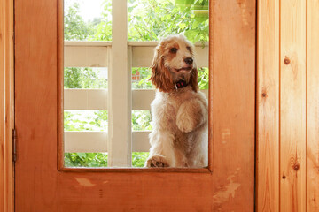 The dog came home from a walk and wants to be let in.