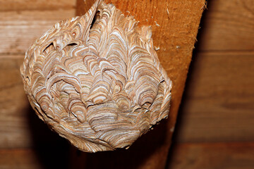 whole round wasp nest under the roof on the attic beam, paper nest of the european wasp, vespula...