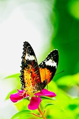 Thai butterfly in garden garden summer flower and butterfly flower butterfly flower butterfly