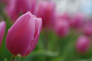 Close-up of pink tulip in bloom in the garden