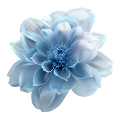 Obraz premium Blue Flower - Blooming Beauty