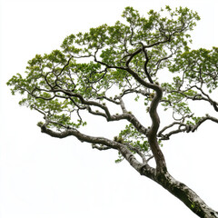 Canopy of Costa Rican Roble Oak Tree with Bromeliads Isolated on White