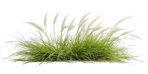 A bunch of grass is shown on a white background. The grass is tall and green, and it is a dry, dead...