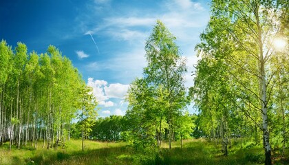 Fresh green birch trees (Betulaceae ) with blue sky. Forest summer sprig nature landscape background banner wide panoramic panorama