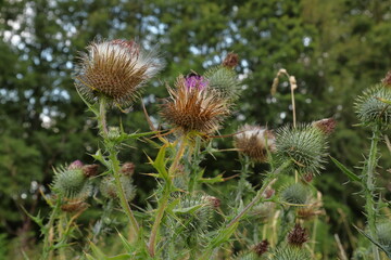 Cirsium plant or thistles. Summer day in nature. 